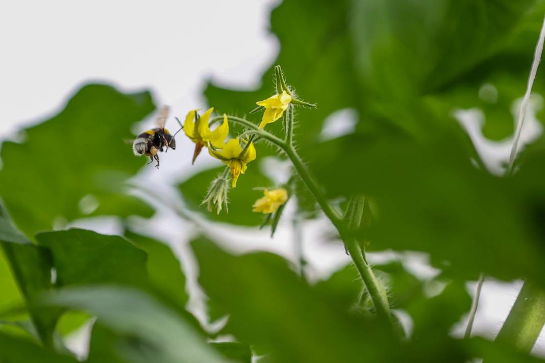 Çürük buharla Konya'da 1600 ton üretiliyor: Yabancı alıcı kapış kapış kaçırmıyor 4